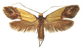 Attēlu rezultāti vaicājumam “Tineidae”