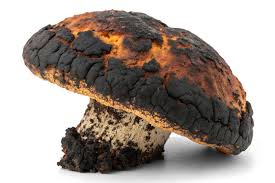 Attēlu rezultāti vaicājumam “Inonotus obliquus”