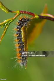 Attēlu rezultāti vaicājumam “Acronicta auricoma larva”