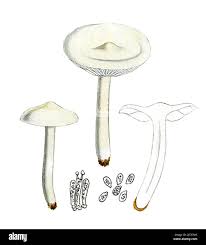 Attēlu rezultāti vaicājumam “Tricholoma album”