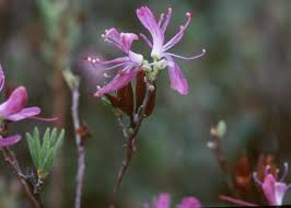 Attēlu rezultāti vaicājumam “Rhododendron canadense flower”