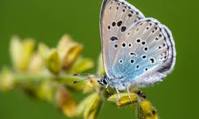 Attēlu rezultāti vaicājumam “Phengaris arion upperside”