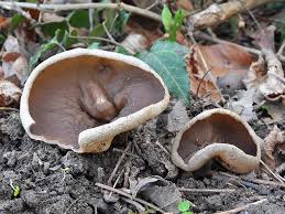 Attēlu rezultāti vaicājumam “Disciotis venosa”