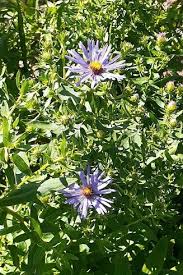 Attēlu rezultāti vaicājumam “Symphyotrichum x salignum flower”