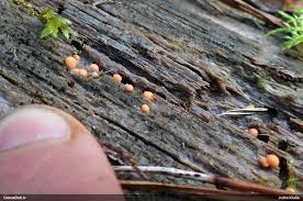 Attēlu rezultāti vaicājumam “Lycogala sphaeroconicum”