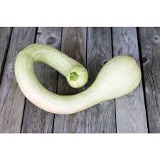 Image result for tromboncino