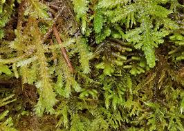 Attēlu rezultāti vaicājumam “Neckera”