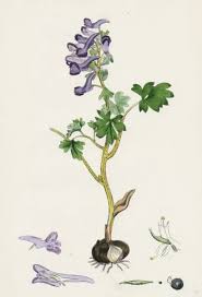 Attēlu rezultāti vaicājumam “Corydalis solida”