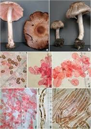 Attēlu rezultāti vaicājumam “Agaricus”