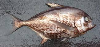 Image result for Eumegistus illustris