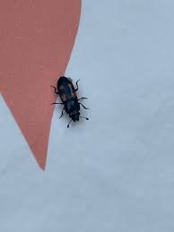 Attēlu rezultāti vaicājumam “Glischrochilus quadripunctatus imago”