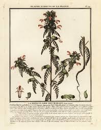 Attēlu rezultāti vaicājumam “Pedicularis palustris”