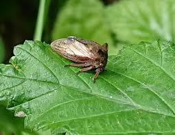 Attēlu rezultāti vaicājumam “Centrotus cornutus”