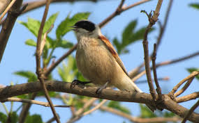 Image result for Remiz pendulinus