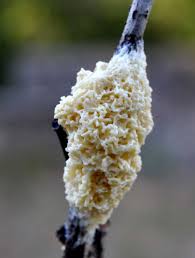 Attēlu rezultāti vaicājumam “Fuligo cinerea”