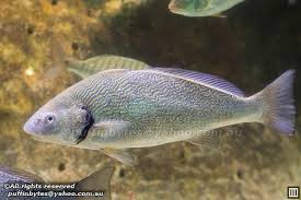 Image result for Umbrina cirrosa