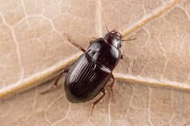 Attēlu rezultāti vaicājumam “Amara sp.”