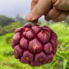 Attēlu rezultāti vaicājumam “Carex digitata fruit”