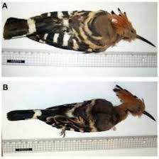 Attēlu rezultāti vaicājumam “Upupa epops”