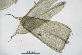 Attēlu rezultāti vaicājumam “Cirriphyllum piliferum”