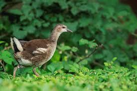 Attēlu rezultāti vaicājumam “Gallinula chloropus juvenile”