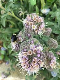 Image result for Phacelia