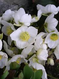 Attēlu rezultāti vaicājumam “Helleborus niger”