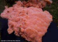 Attēlu rezultāti vaicājumam “Rhodonia placenta”