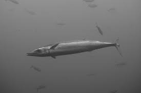 Image result for Acanthocybium solandri