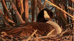 Attēlu rezultāti vaicājumam “Branta canadensis”
