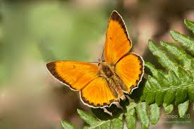 Attēlu rezultāti vaicājumam “Lycaena virgaureae”