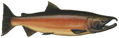 Image result for Oncorhynchus kisutch