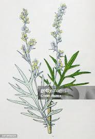 Image result for Artemisia vulgaris