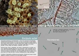 Attēlu rezultāti vaicājumam “Hyalorbilia inflatula”
