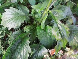 Attēlu rezultāti vaicājumam “Erigeron annuus leaf”