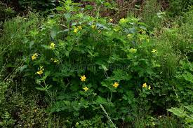 Image result for Chelidonium majus