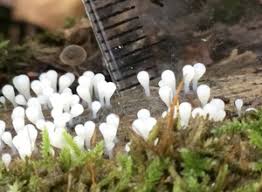 Attēlu rezultāti vaicājumam “Hemitrichia sordivesiculosa sessile”