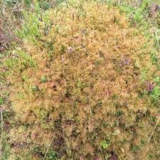 Attēlu rezultāti vaicājumam “Neckera complanata”