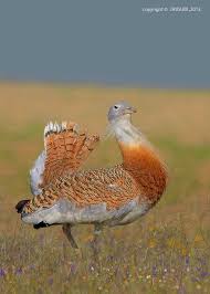 Image result for Otis tarda