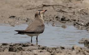 Image result for Glareola pratincola