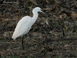 Attēlu rezultāti vaicājumam “Egretta garzetta”