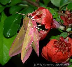 Attēlu rezultāti vaicājumam “Deilephila elpenor imago”