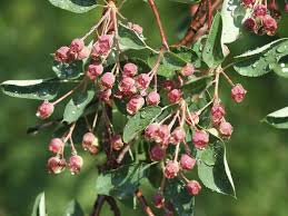 Attēlu rezultāti vaicājumam “Amelanchier spicata flower”