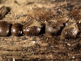 Attēlu rezultāti vaicājumam “Dianemataceae”