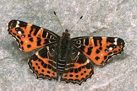 Attēlu rezultāti vaicājumam “Araschnia levana”