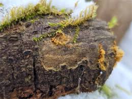 Attēlu rezultāti vaicājumam “Ophiotheca chrysosperma”