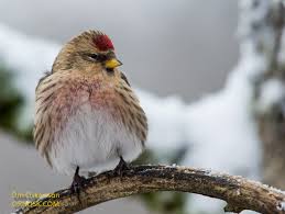 Attēlu rezultāti vaicājumam “Carduelis flammea female”