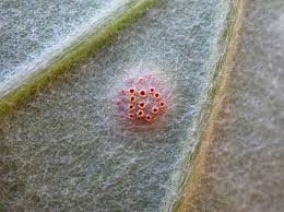 Attēlu rezultāti vaicājumam “Puccinia poarum”