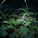 Attēlu rezultāti vaicājumam “Carex sylvatica fruit”