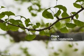 Attēlu rezultāti vaicājumam “Ginkgo biloba male flower”